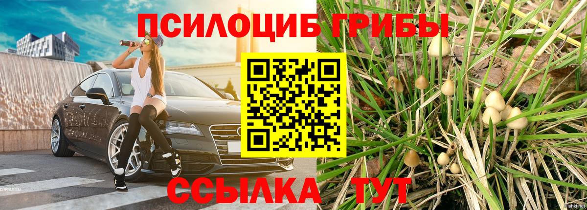 Галлюциногенные грибы Psilocybine cubensis  Вход с VPN  Соль-Илецк 